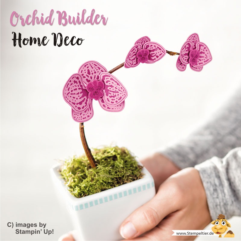 stampin up blog orchideen climbing orchid orchideenzweig orchid builder stempeltier homedeco