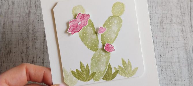 Kakteenliebe – flowering desert